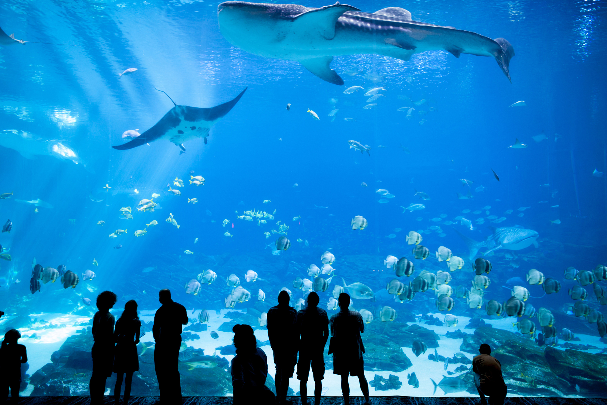 The Georgia Aquarium in Atlanta