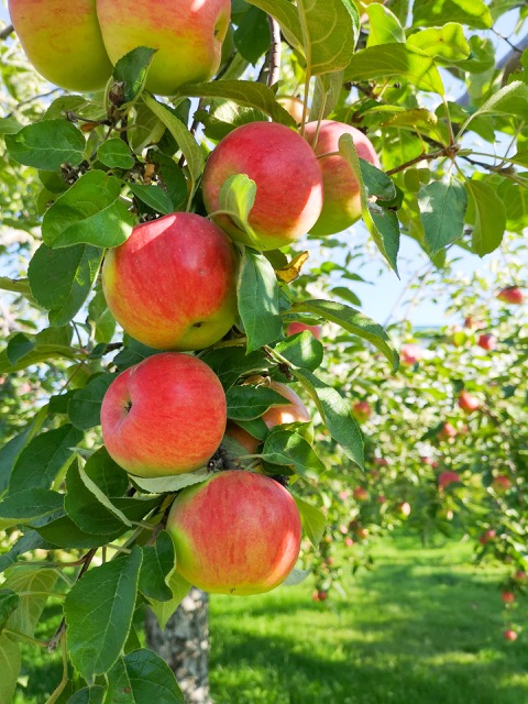 How to Use an Apple Slicer: 5 Creative Ideas Beyond Apples %%sep